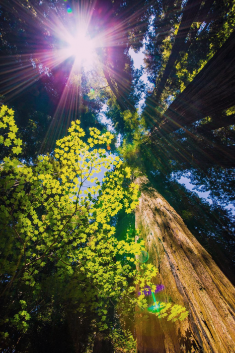 redwood_signature_final_color_matched